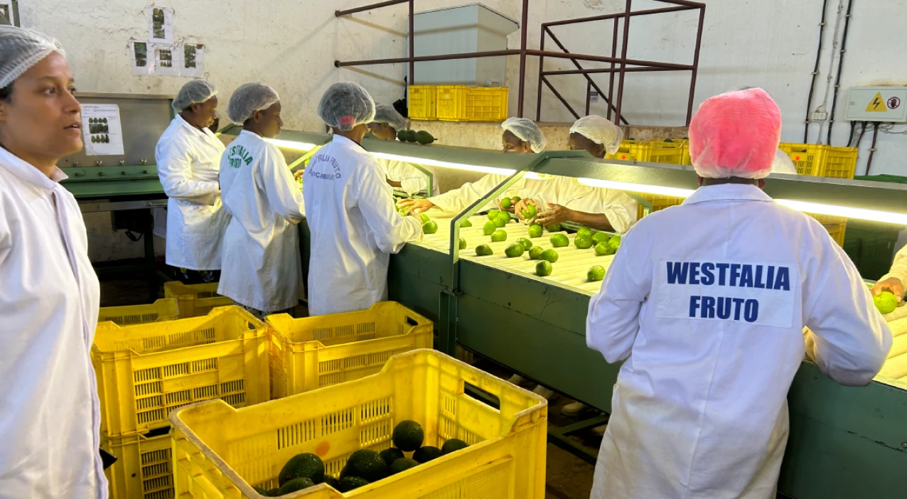 Westfalia Fruit unveils packhouse expansion plans in Mozambique. (Photo: Westfalia Fruit, PR022)