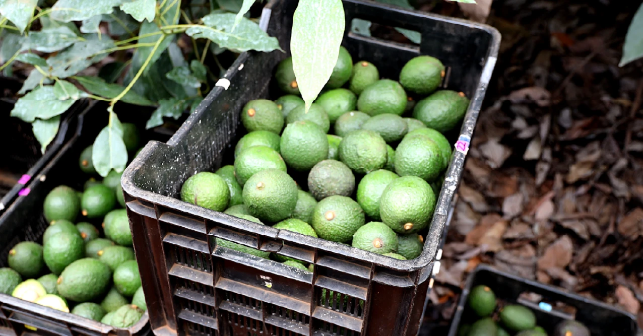 Westfalia Fruit celebrates access of South African avocados to Chinese market. (Photo: Westfalia Fruit, PR021)