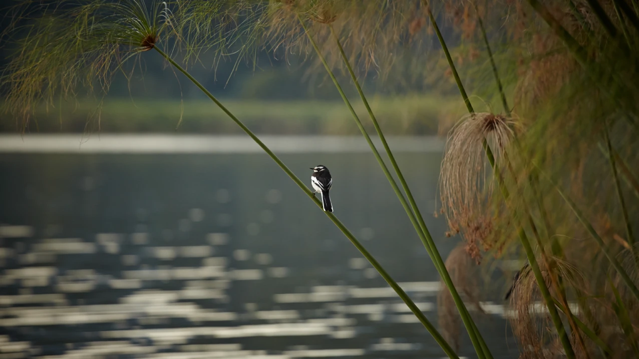 Bird at the Merensky Dam in Tzaneen, South Africa.