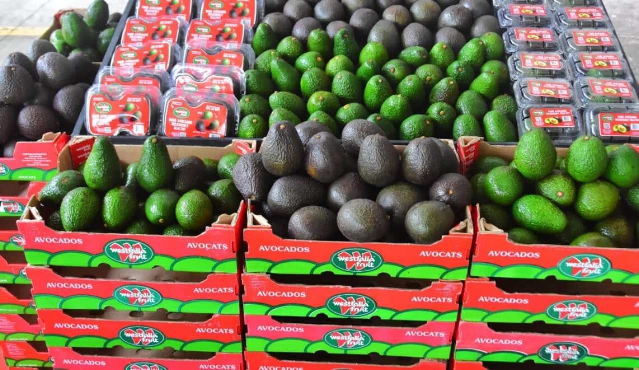 Launch of the first dedicated avocado ripening facility in India. (Photo: Westfalia Fruit, PR020)