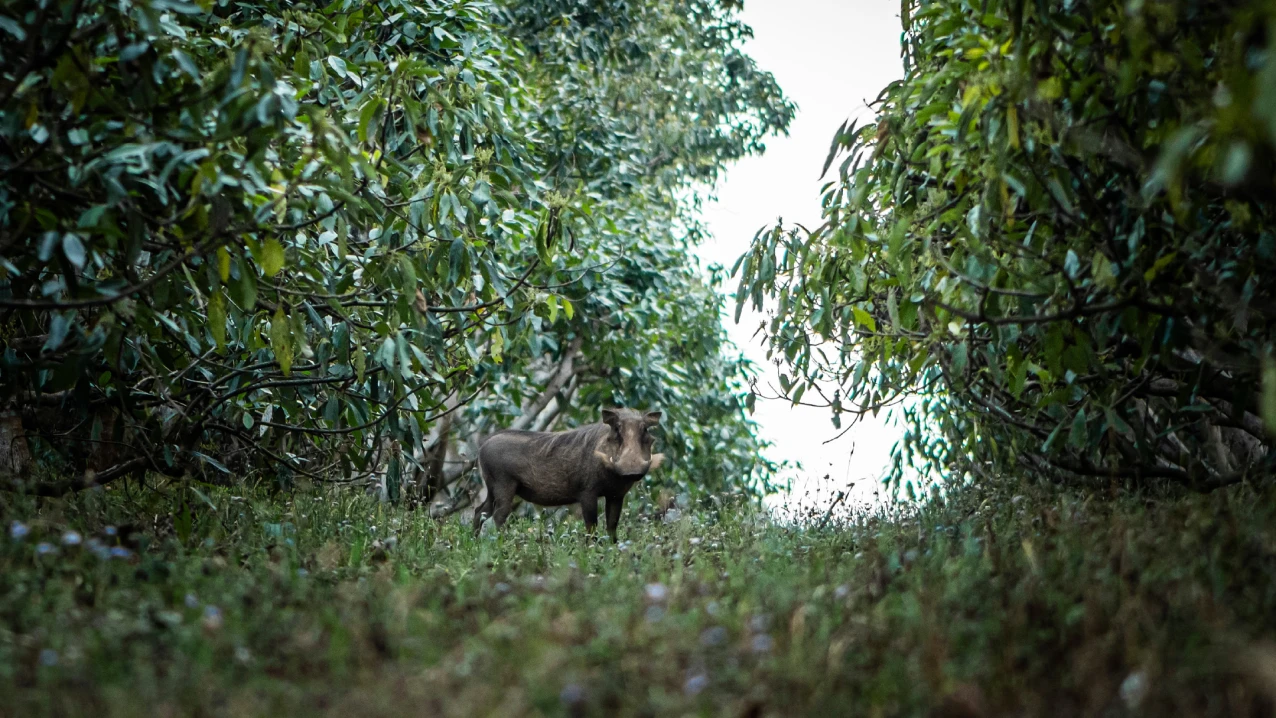 The warthog found its home among the avocado trees.